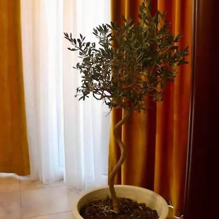Olive Downtown